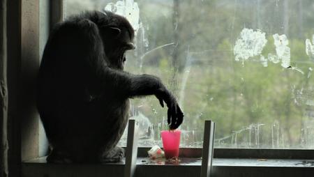 Unter Menschen - Die berührende Geschichte der Affen von Gänserndorf