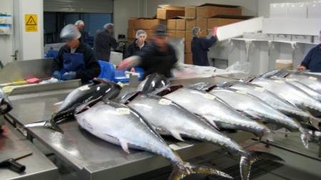 Sushi - The Global Catch