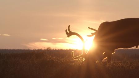 Die Hüter der Tundra