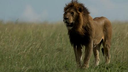 Im Reich der Raubkatzen
