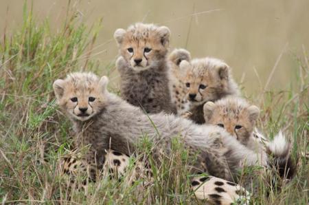 Im Reich der Raubkatzen