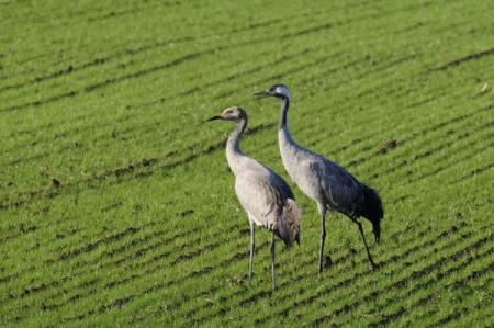 Deutschlands wilde Vögel 2